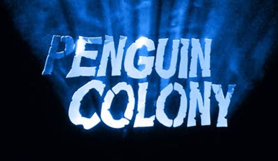 Penguin Colony